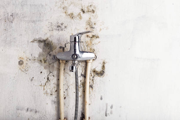 Best Basement Mold Remediation in St Henry, OH