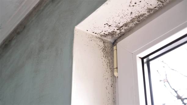 Best Residential Mold Remediation in St Henry, OH