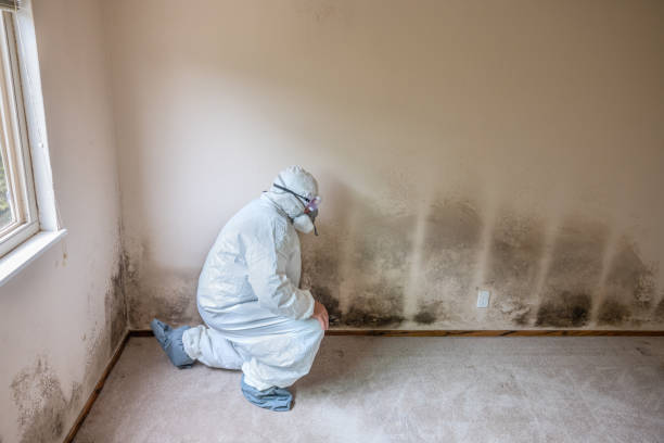 Best Crawl Space Mold Remediation in St Henry, OH